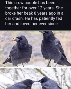 crow102021.jpg crow102021.jpg