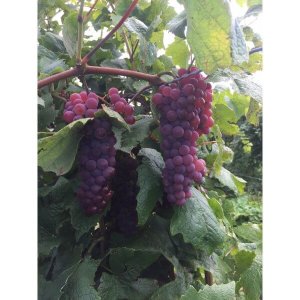 # 8A Choosing Vines.jpg # 8A Choosing Vines.jpg