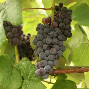 #8B Choosing Vines.jpg #8B Choosing Vines.jpg
