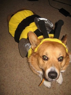 Corgis In Costumes (90 pics).jpeg