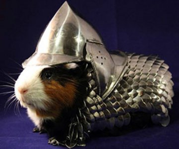 GuineaPigKnightArmor.jpg