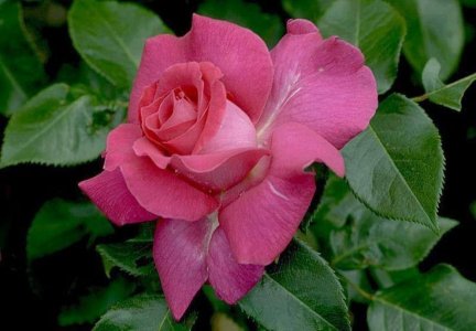 rose flower.jpg