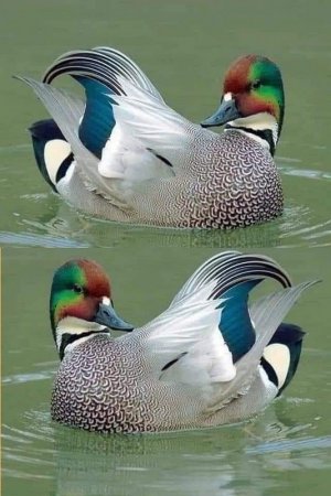 birds102221.jpg