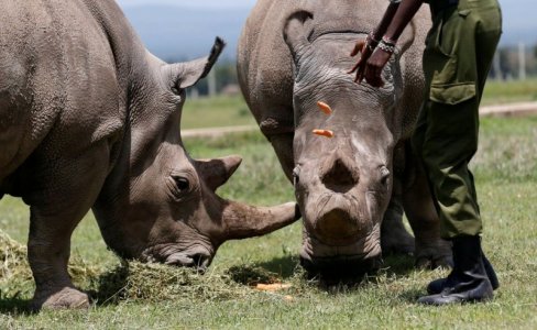 rhino.jpg