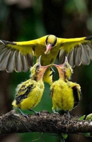 birds102321.jpg