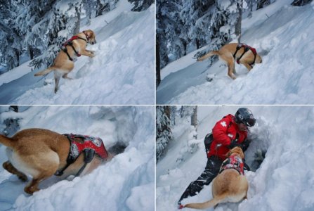 avalanche-rescue-let-loose-the-dogs-of-snow-gear-patrol-slide-112.jpg