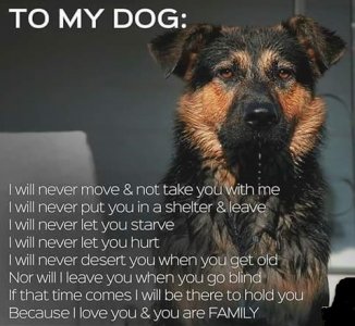 my dog.jpg