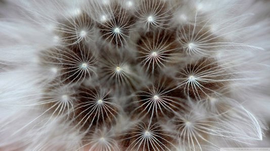 macro-dandelion-63.jpg