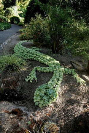 Succulent-serpent.jpg