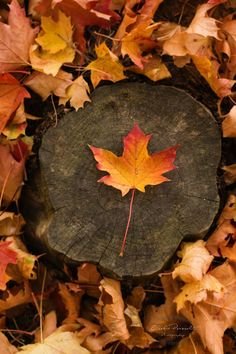 49171f35a92eb381d5b1dfc560129a6e[1].jpg