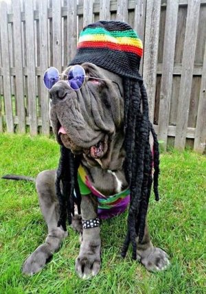 dogs102421.jpg