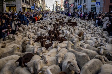 sheep2.jpg