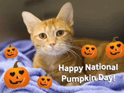 84772299-66F4-4EA3-BD78-DBC4310F80B2.gif