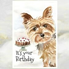 yorkie1.jpg