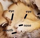 oyscat2.jpg oyscat2.jpg