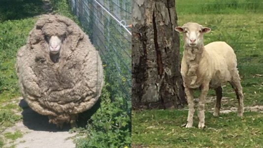 sheep.jpg