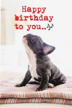 101 Funny Happy Birthday Dog Memes for Paw Lovers Everywhere.jpeg