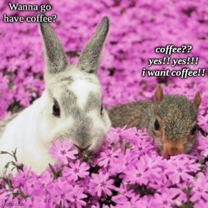 squirrel-rabbit.jpg