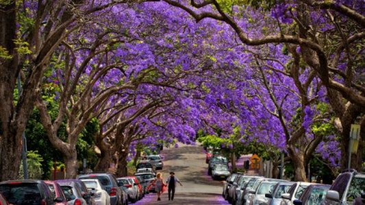 jacaranda.jpg