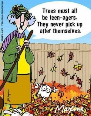 Leaves.jpg