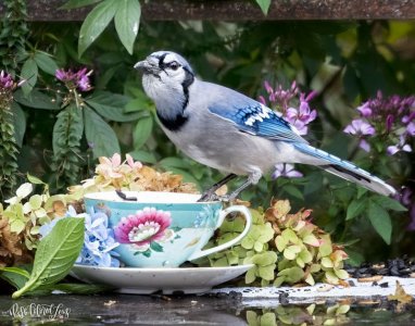 teacups102721.jpg