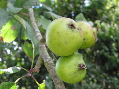 crab apples.jpg