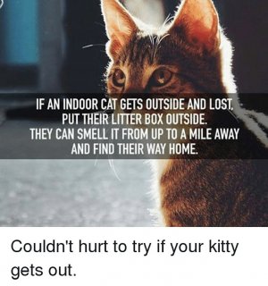 cattitude102921.jpg
