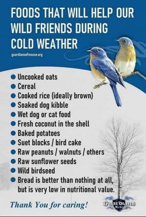 birds103021.jpg