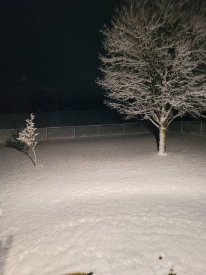 1-3-21 back yard snow.jpg