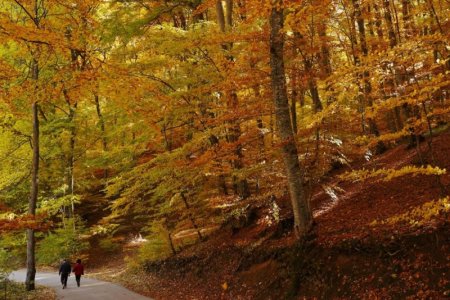 autumn.jpg