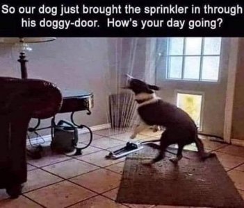 dogs102821.jpg dogs102821.jpg
