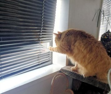 Nosy @.jpg