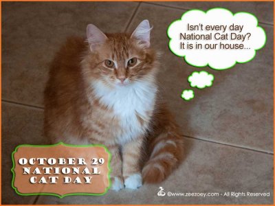 cat-day.jpg