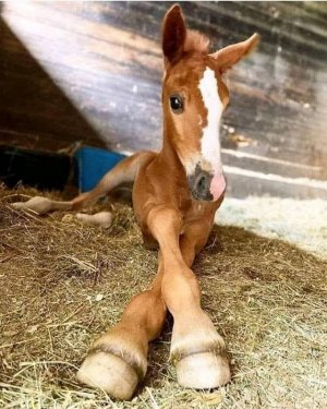 animalbabies110121.jpg