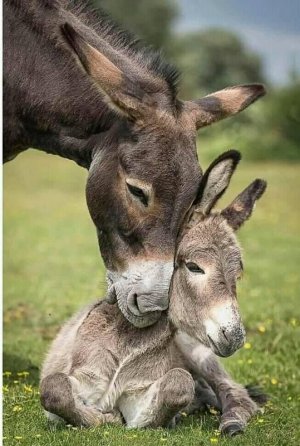 animalbabies103021.jpg