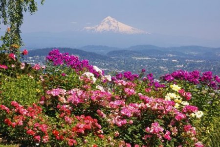 rose-garden-adds-beauty-to-mt-hood-from-pittock-mansion-portland-oregon-pacific-northwest_u-L-...jpg