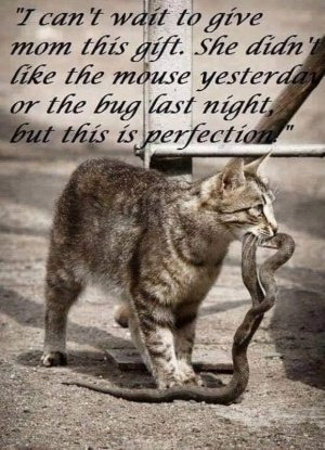 cattitude102921.jpg