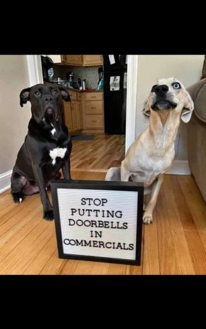 dogs102921.jpg