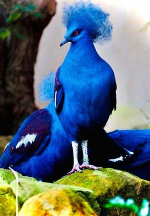 birds103121.jpg