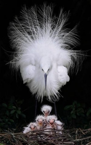 animalbabies110321.jpg