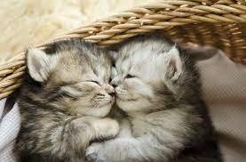 10 Interesting Facts About Newborn Kittens | PetMD