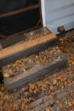 leaves.jpg 3.jpg