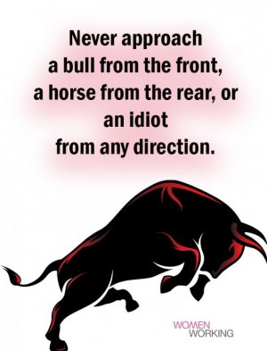 Never approach a bull.jpg