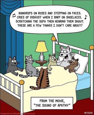 cattitude110121.jpg