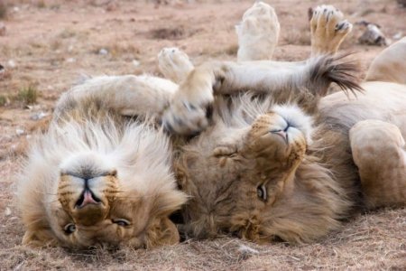 lions.jpeg