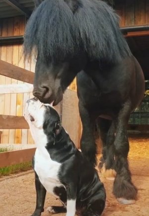 animalfriends110121.jpg
