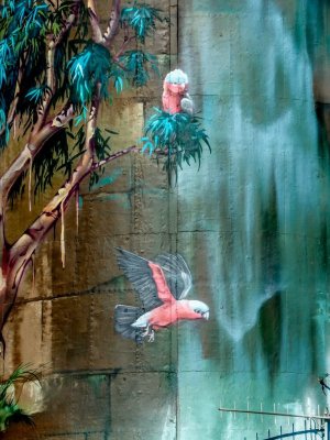 20190731-P7300018-Lockhart-W-T-Galahs-Med-768x1024.jpg