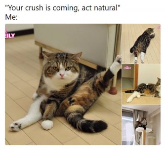 10-hilarious-animal-memes-that-will-make-your-day-so-much-better-03.jpg