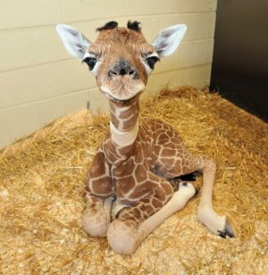 cute-baby-animals-2[1].jpg