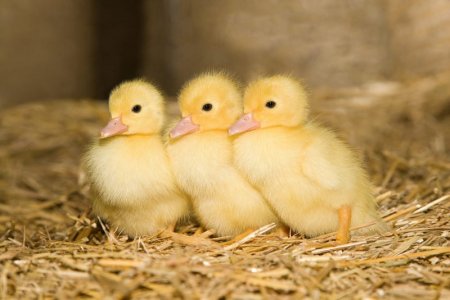 GettyImages-109433950-scaled[1].jpg